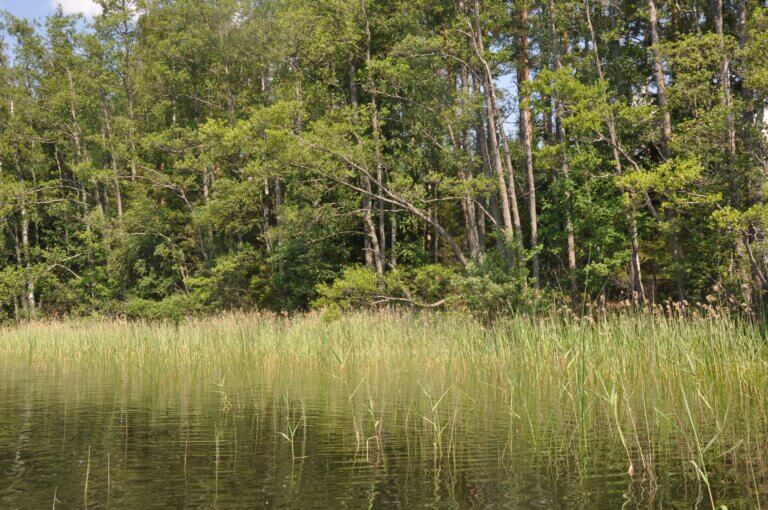 Vesikasvillisuuden niitto